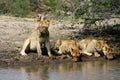 Thirsty lions drinking water in a hole